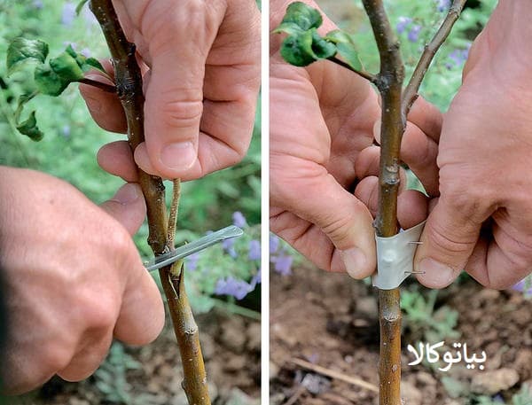 پیوند درخت سیب 